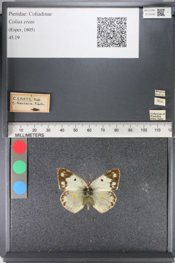 Media type: image;   Entomology 125285